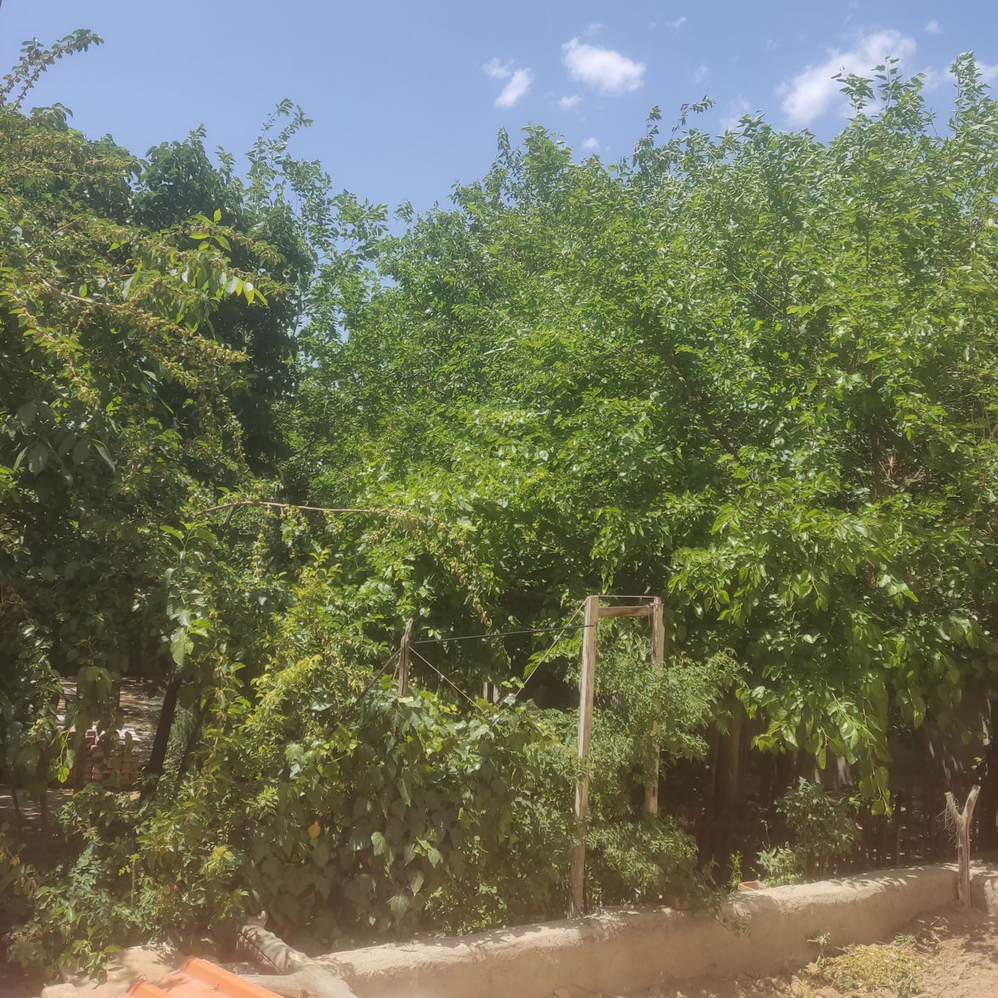 ۷۵۰متر،ویلایی،کرج